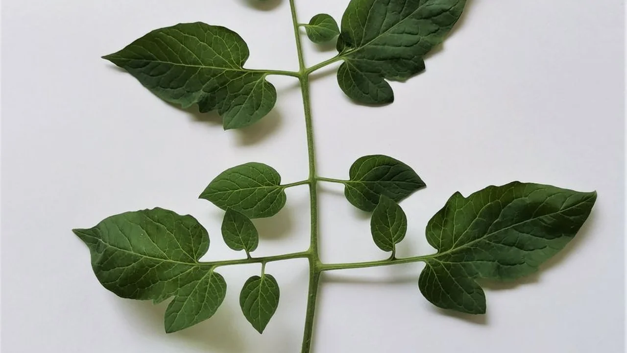 免费的行情网站www下载苹果平板投资必备工具指南